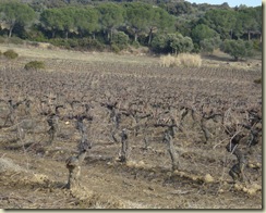vines - jan_1_1