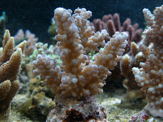 Acropora sp