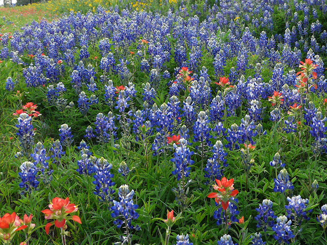 A field of big, healthy Texas Bluebonnets with a few orange paintbrush scattered in here and there, at Wildseed Farms near historic Fredericksburg, Tx in the beautiful Texas Hill Country!