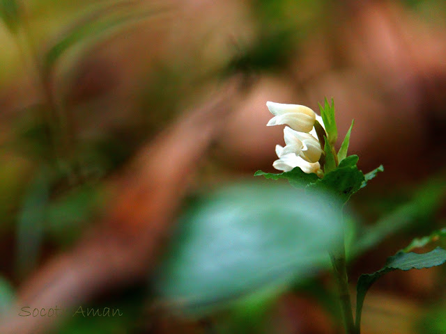 Goodyera foliosa