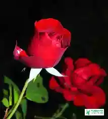 Red Rose Flower Images - Flower Images - Flower Pic 2023 Images - Flower Pictures Download - Various Flower Images - fuller chobi - NeotericIT.com - Image no 4