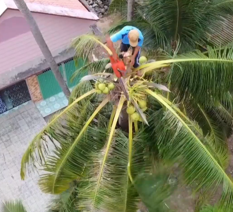 Seorang lelaki berkemahiran menebang pokok kelapa