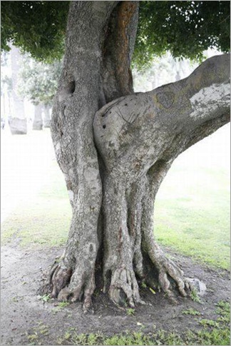 plant-p-9