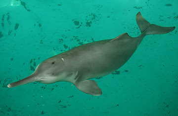 China's Yangtze River Dolphin