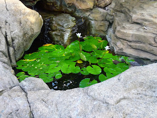 Brooklyn Botanic Garden