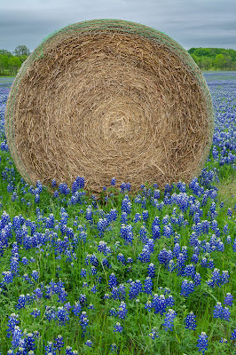 Telico Bluebonnet Field