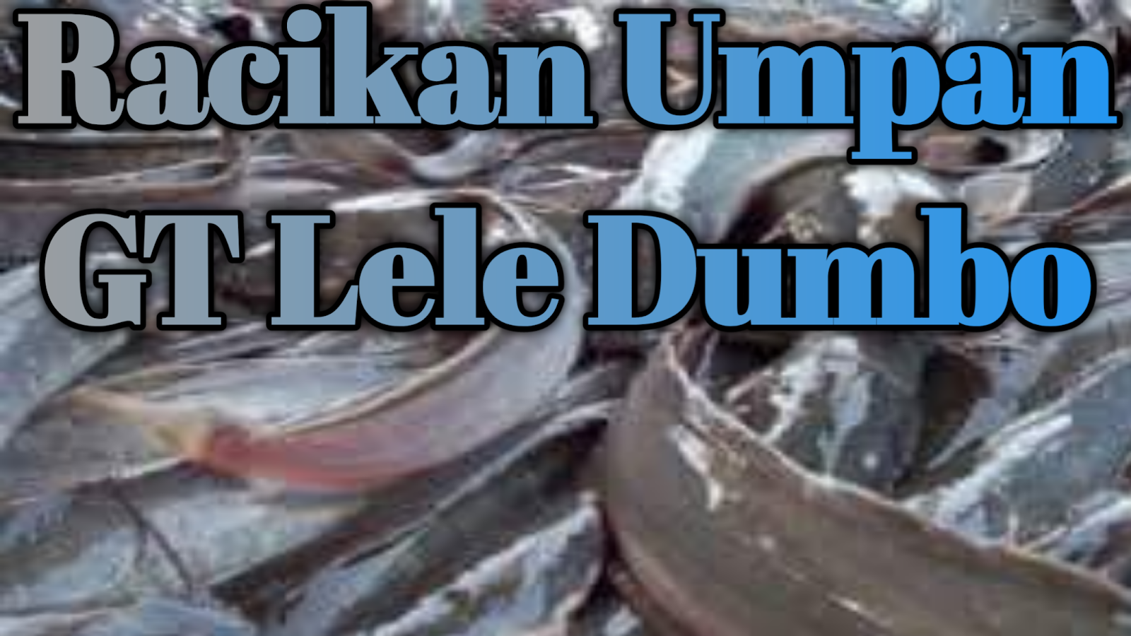 meracik umpan ikan lele dumbo kolam GT