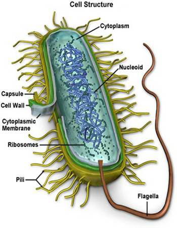 celula animal y celula vegetal. celula vegetal y celula animal. celula animal y sus partes.