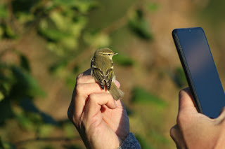 Yellow-browed Warbler