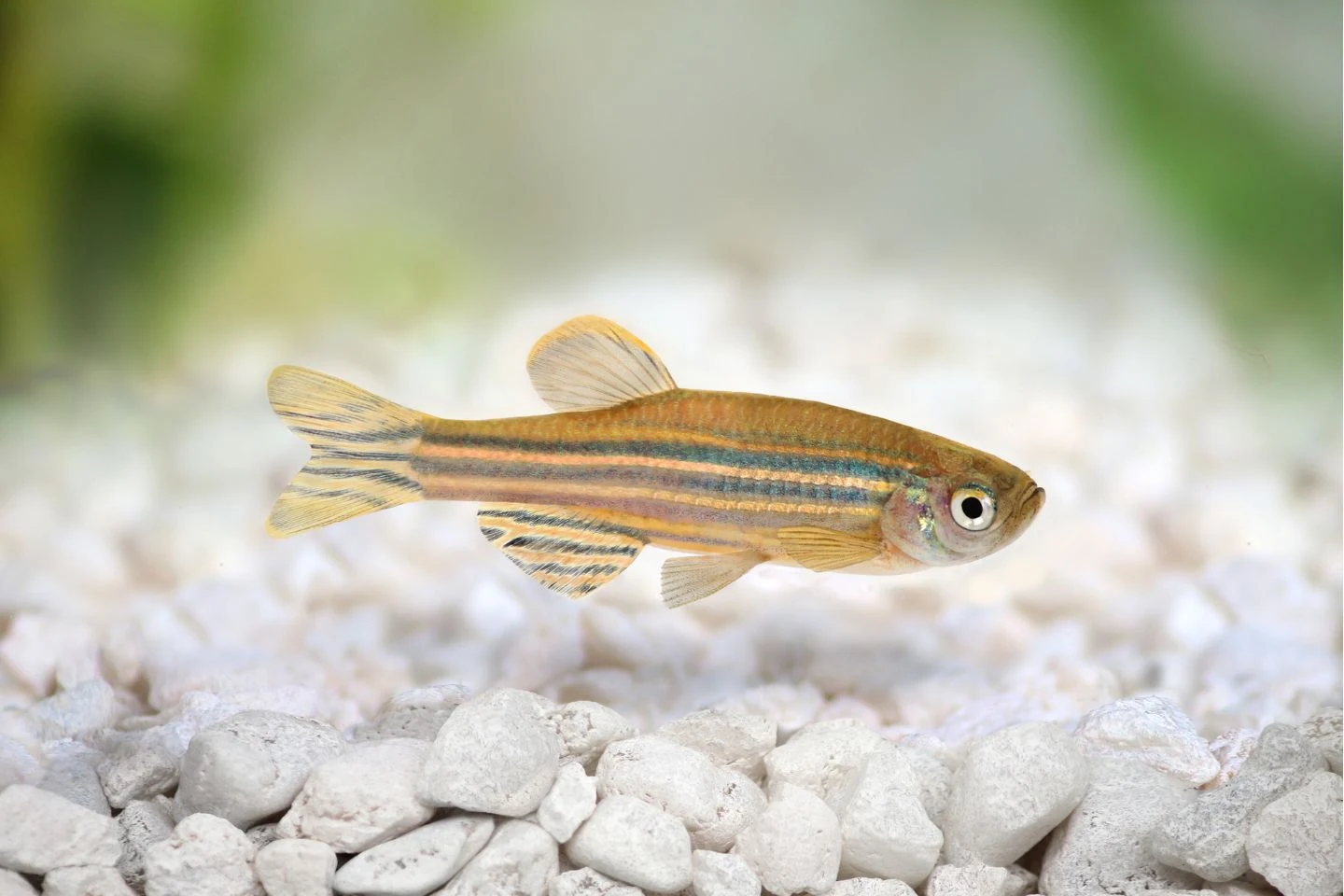 Ikan Zebra Danio Mudah Dipelihara di Akuarium - Ikanhiasku.net