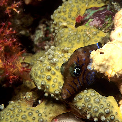 Pygmy Toby (Canthigaster pygmaea)