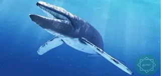 كيف يولد الحوت