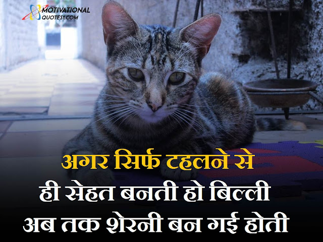 Cat Quotes Image Hindi || कैट क़ोटस इमेजेस हिन्दी
