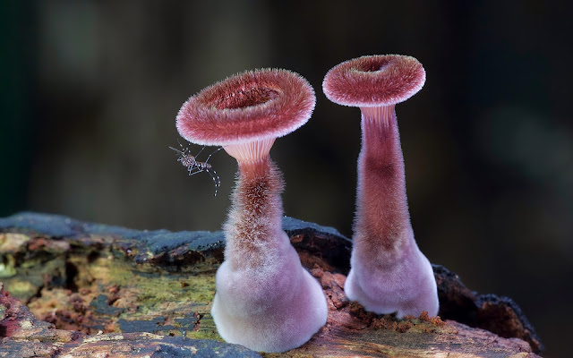 boletus