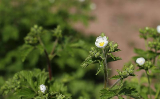 Potentilla Rupestris