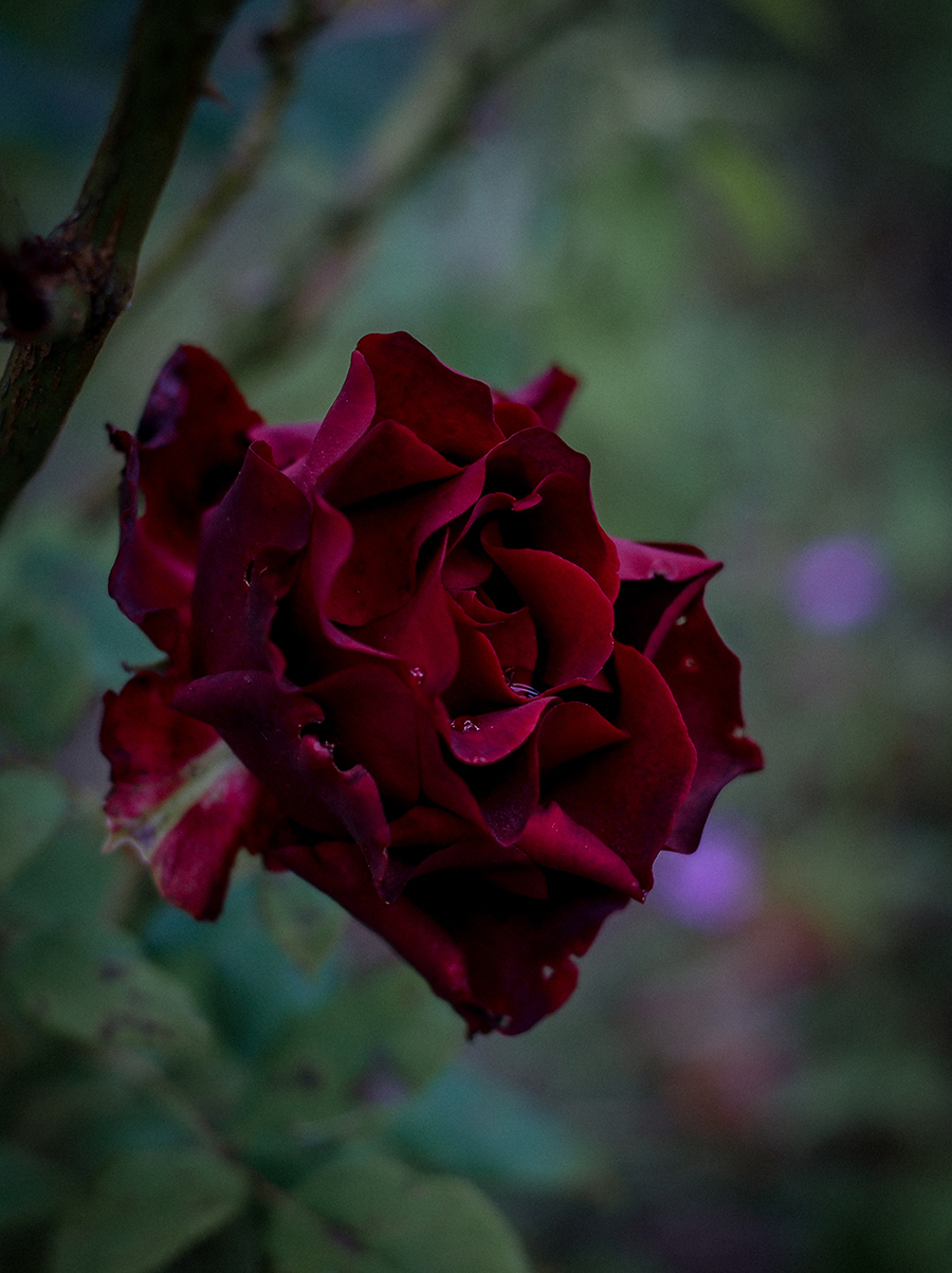 dark red rose alexandra king