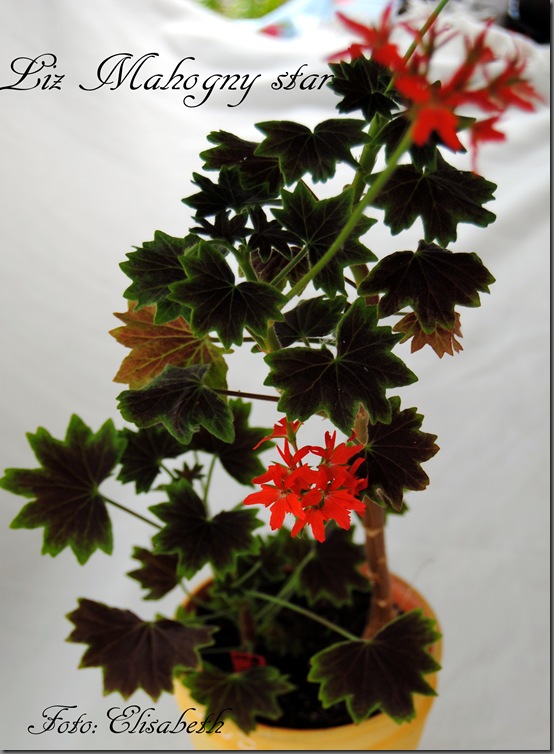 Pelargonium juni-11 030