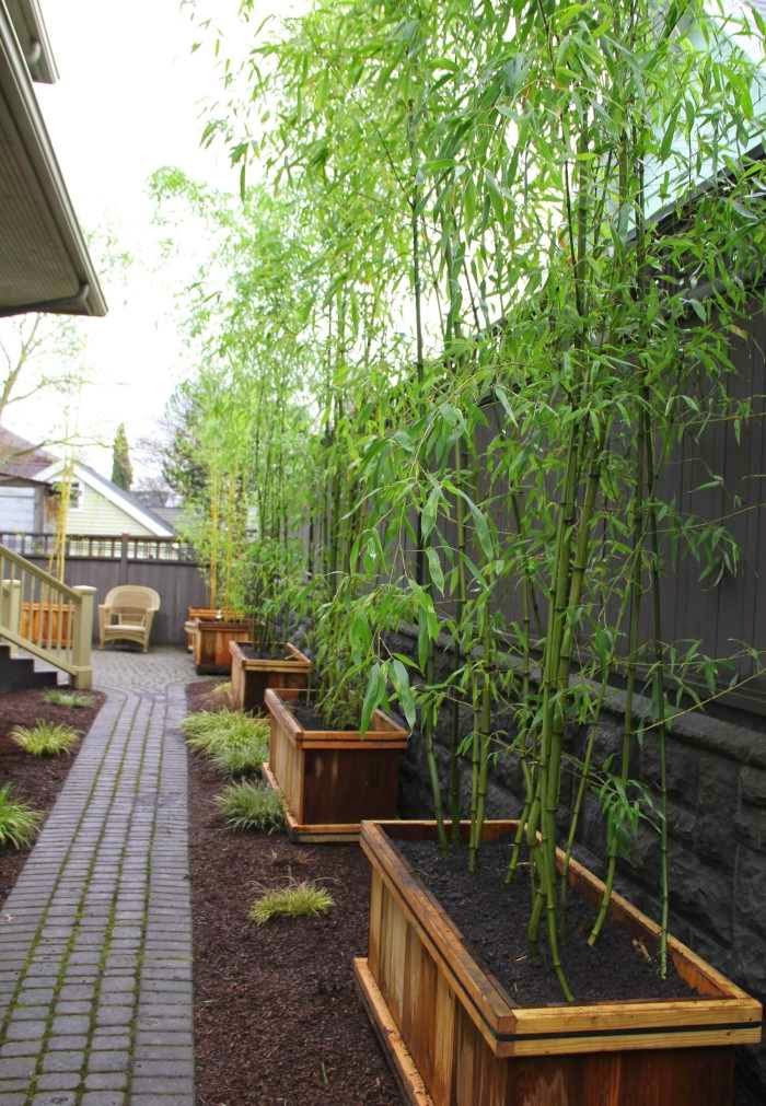 Bamboo in the garden ideas