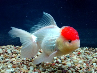 Ikan Mas Koki Oranda Merah