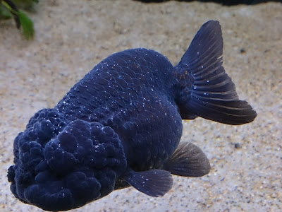 [ベスト] 金魚 白点病 治らない 179081-金魚 白点病 治らない