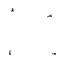 gif z czterema latającymi muchami