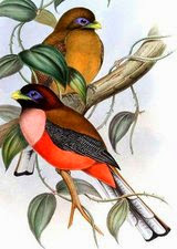 trogon filipino Harpactes ardens