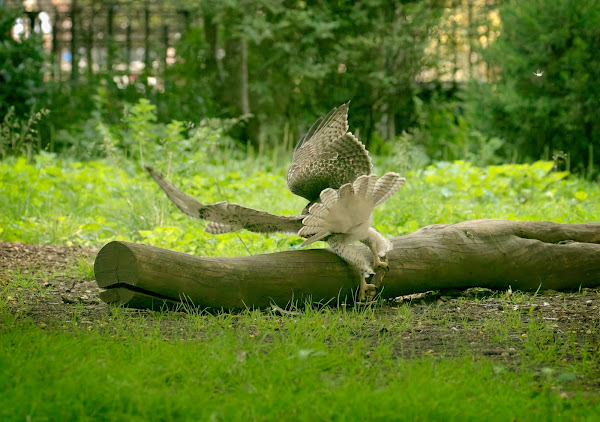 Tompkins Square red-tailed hawk fledgling