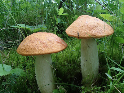 Grzyby wiosenne, grzyby w czerwcu, grzyby na Orawie, grzybobranie w czerwcu, koszyk grzybów w czerwcu, borowik ceglastopory Boletus luridoformis, koźlarz czerwony Leccinum aurantiacum, gołąbek Russula, muchomor Amanita, śluzowce,rulik nadrzewny, dzieci na grzybobraniu, dzieci zbierają grzyby 