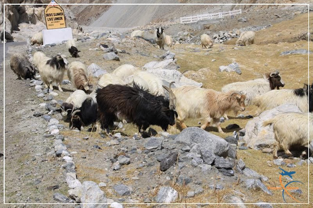 Vale do Nubra, Ladakh, Índia