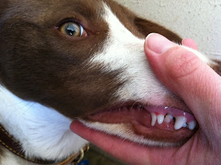 Cara Mengobati Deciduous Teeth Pada Anjing