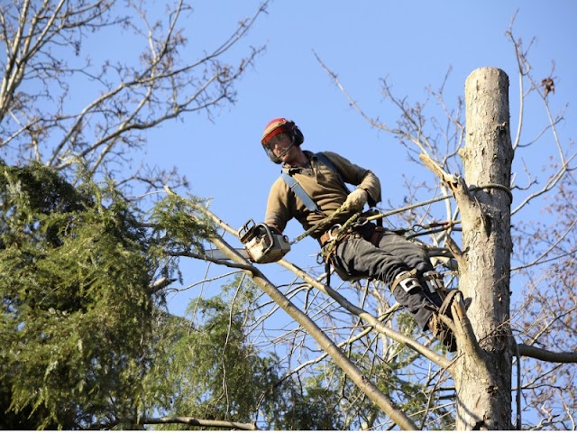 Your Green Friends’ Friend For Life – Armed With An Arborist.