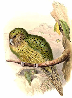 kakapo Strigops habroptila aves de Nueva Zelanda en peligro de extincion