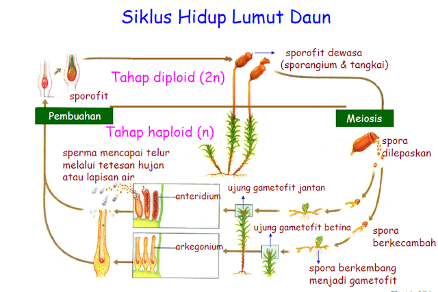 Siklus Hidup  Lumut Daun Manfaatke com