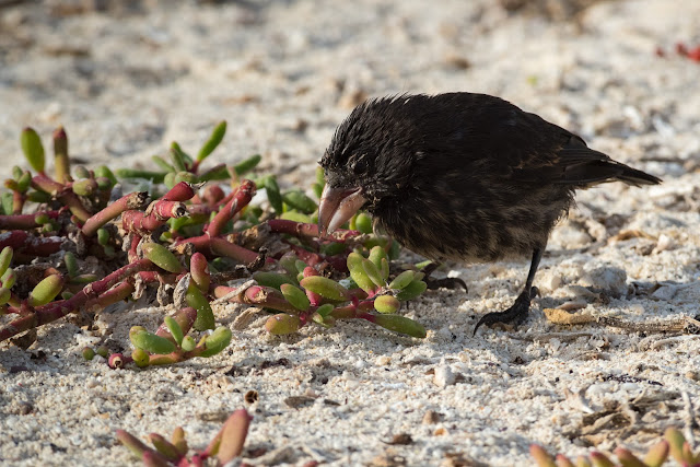 Small Ground Finch, Great Darwin Bay