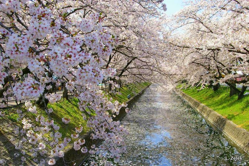 Sakura trees in Hamamatsu, Japan - March, 2016