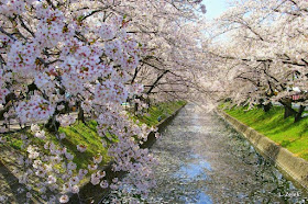 Sakura trees in Hamamatsu, Japan - March, 2016