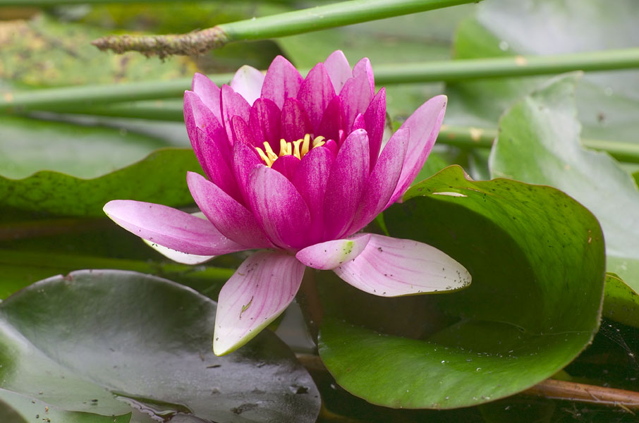 Lotus Flowers