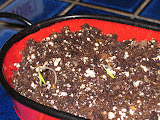 Cherry tomatoes at one week