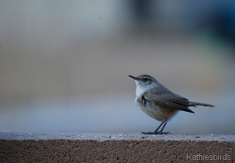 Rock Wren Jan 5, 2008 g