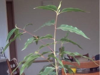 無料ダウンロード ユーカリ 鉢植え 室内 323148-ユーカリ 鉢植え 室内