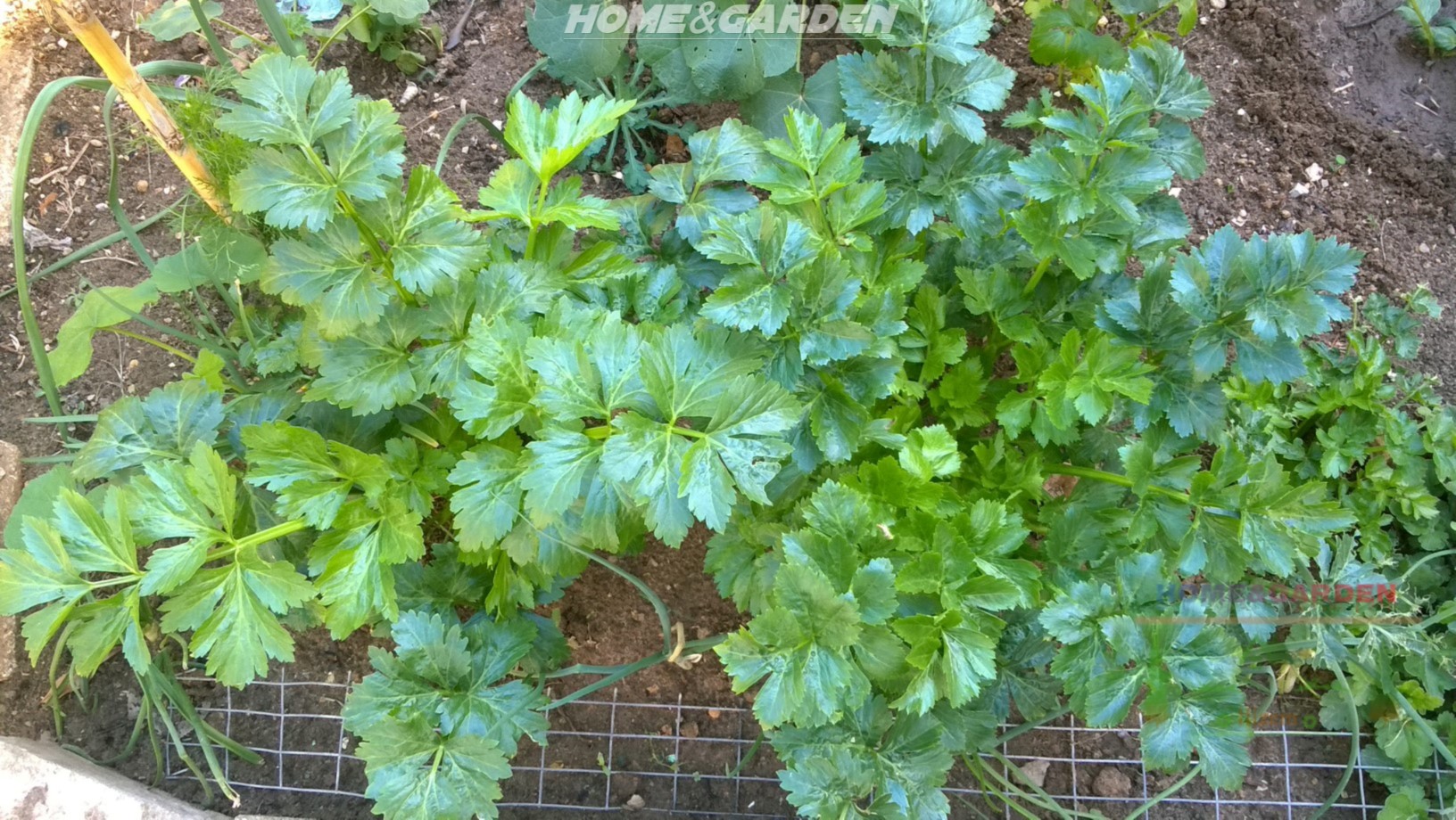 Mulch heavily around your celery plants with organic compost.  As this will help to keep the soil cool, prevents moisture loss and creates a stable, long-lasting soil for your garden.