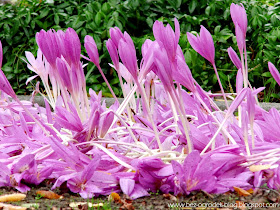 colchicum autumnale