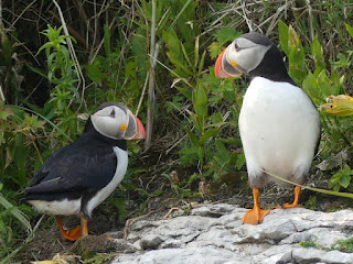 Macareux moine - Fratercula arctica - Perroquet de mer