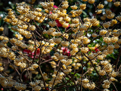 Mitsumata (Edgeworthia chrysantha) flowers: Engaku-ji