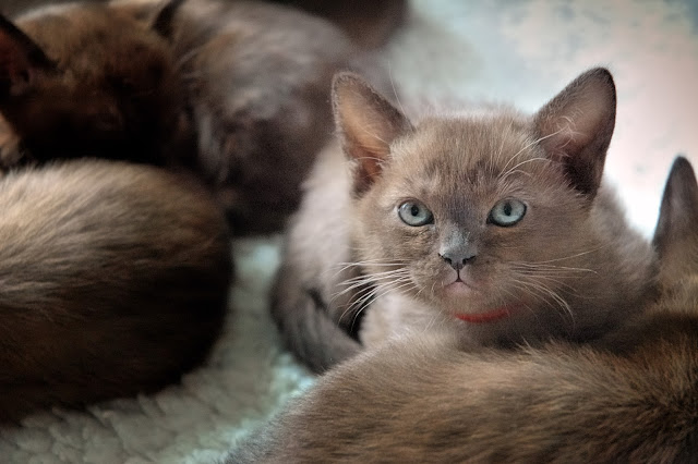 Small baby European Burmese Cat kitten pic