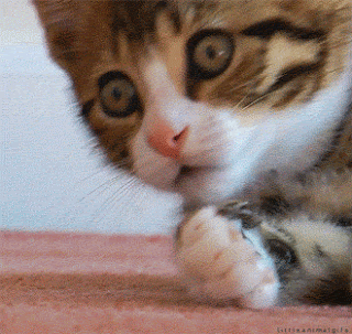 cat, cute cat, shocked, sociotropy