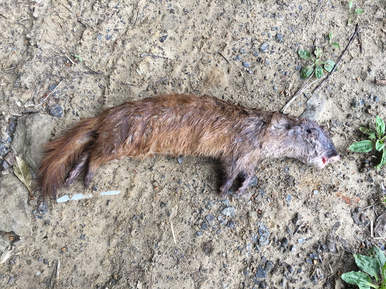 故有事 イタチの轢死体 The Roadkill Of Weasel