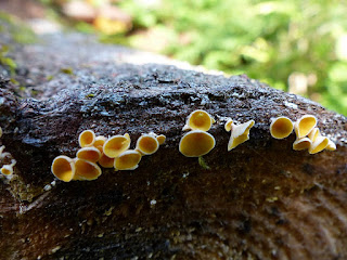 Lachnellula agassizii - Pézize d'Agassiz - Lachnelle d'Agassiz 