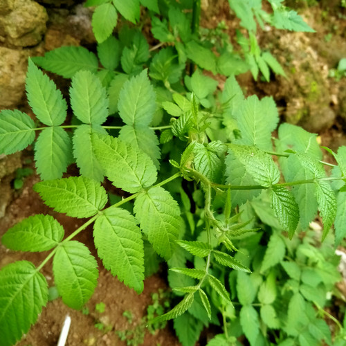 bibit arbei hutan istimewa Gamelia