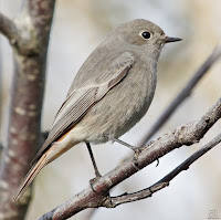 Colirrojo tizón. (Phoenicurus ochruros)